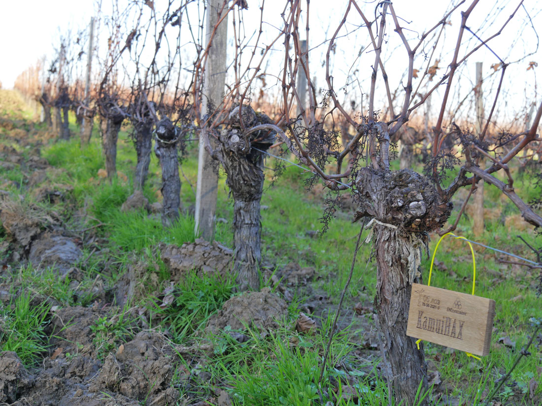 Виноградник на урожай